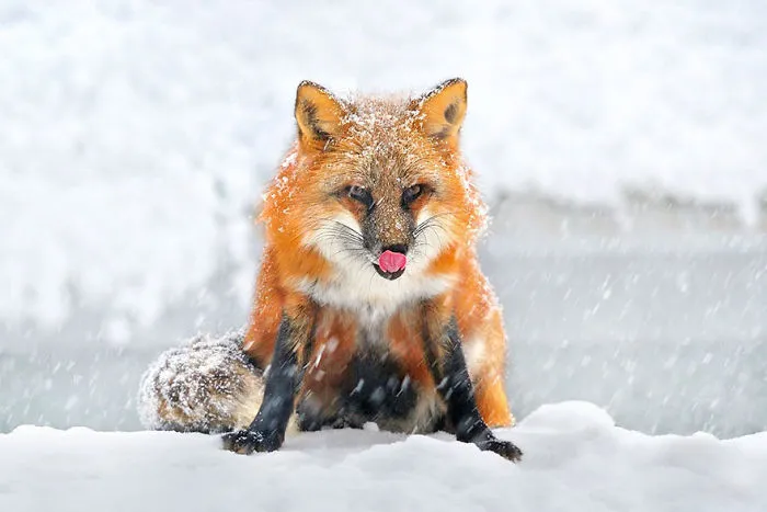 102 Stunning Winter Fox Photos That'll Make You Fall In Love With Foxes