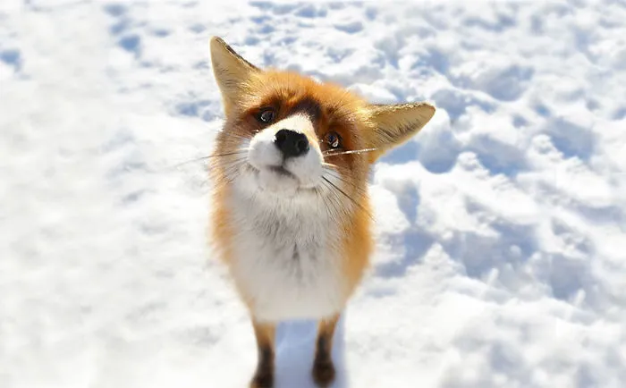 102 Stunning Winter Fox Photos That'll Make You Fall In Love With Foxes