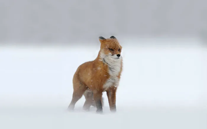 102 Stunning Winter Fox Photos That'll Make You Fall In Love With Foxes