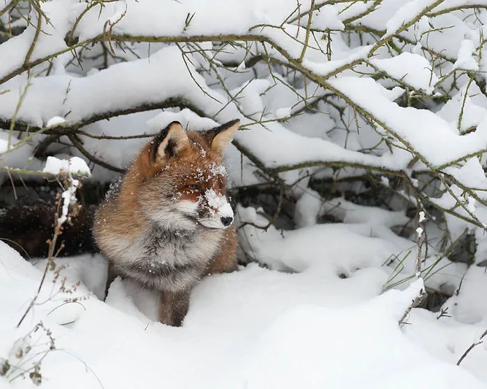 102 Stunning Winter Fox Photos That'll Make You Fall In Love With Foxes