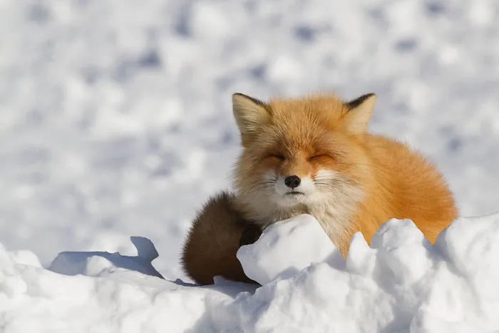 102 Stunning Winter Fox Photos That'll Make You Fall In Love With Foxes
