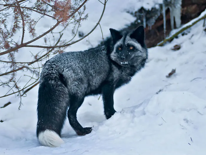 102 Stunning Winter Fox Photos That'll Make You Fall In Love With Foxes