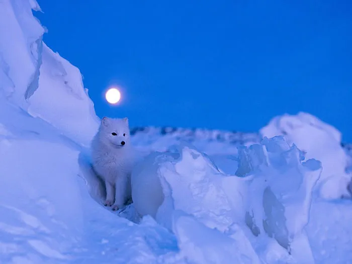 102 Stunning Winter Fox Photos That'll Make You Fall In Love With Foxes