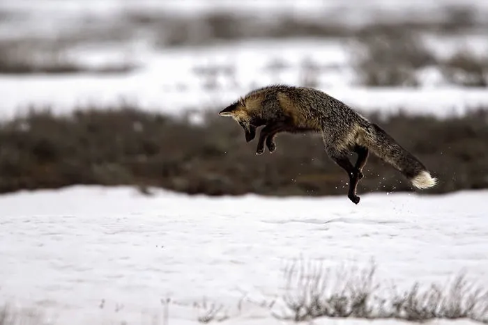 102 Stunning Winter Fox Photos That'll Make You Fall In Love With Foxes