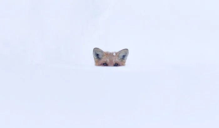 102 Stunning Winter Fox Photos That'll Make You Fall In Love With Foxes