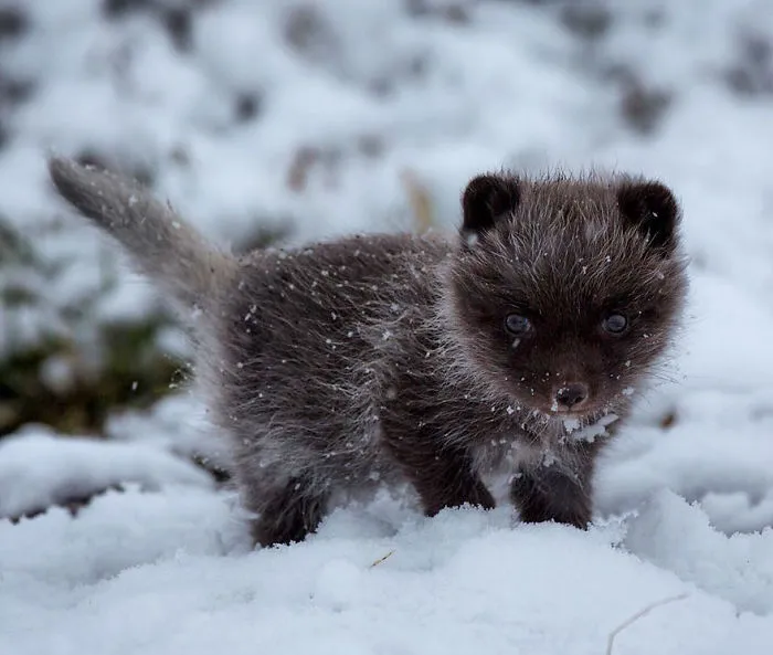 102 Stunning Winter Fox Photos That'll Make You Fall In Love With Foxes