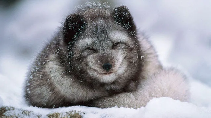 102 Stunning Winter Fox Photos That'll Make You Fall In Love With Foxes