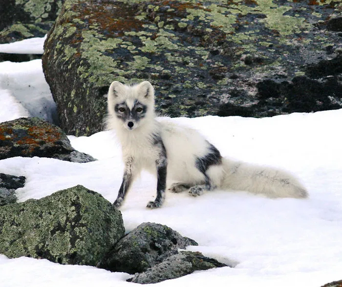 102 Stunning Winter Fox Photos That'll Make You Fall In Love With Foxes