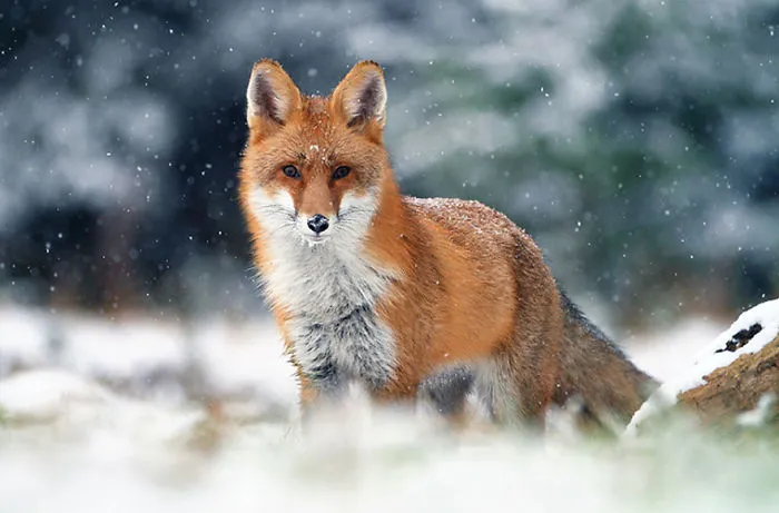 102 Stunning Winter Fox Photos That'll Make You Fall In Love With Foxes