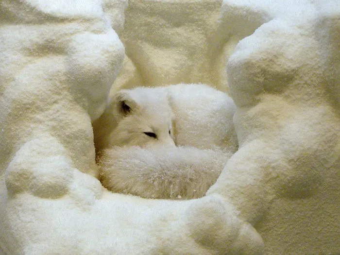102 Stunning Winter Fox Photos That'll Make You Fall In Love With Foxes
