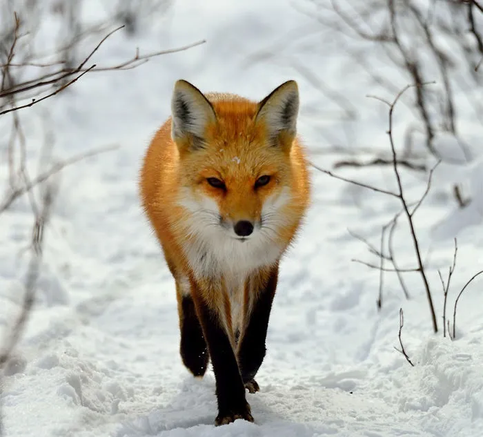 102 Stunning Winter Fox Photos That'll Make You Fall In Love With Foxes