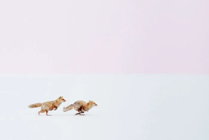 102 Stunning Winter Fox Photos That'll Make You Fall In Love With Foxes