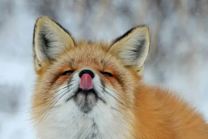 102 Stunning Winter Fox Photos That'll Make You Fall In Love With Foxes