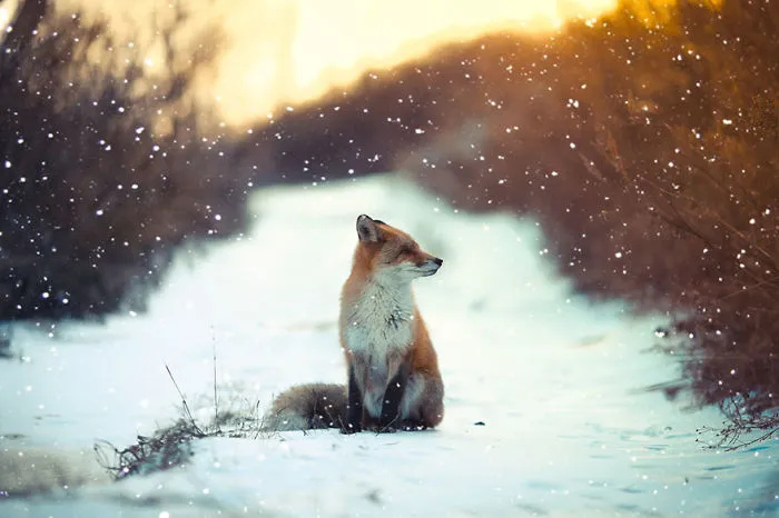 102 Stunning Winter Fox Photos That'll Make You Fall In Love With Foxes