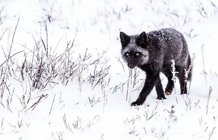 102 Stunning Winter Fox Photos That'll Make You Fall In Love With Foxes