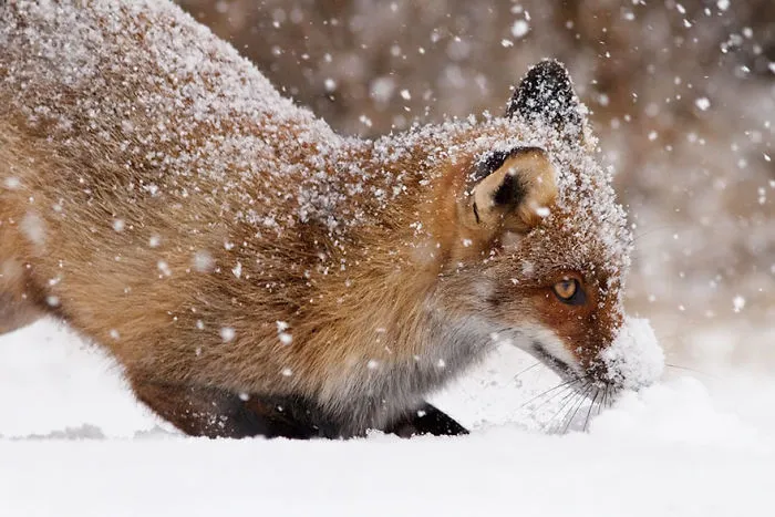 102 Stunning Winter Fox Photos That'll Make You Fall In Love With Foxes