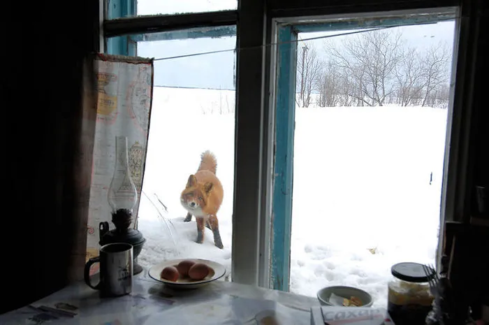 102 Stunning Winter Fox Photos That'll Make You Fall In Love With Foxes