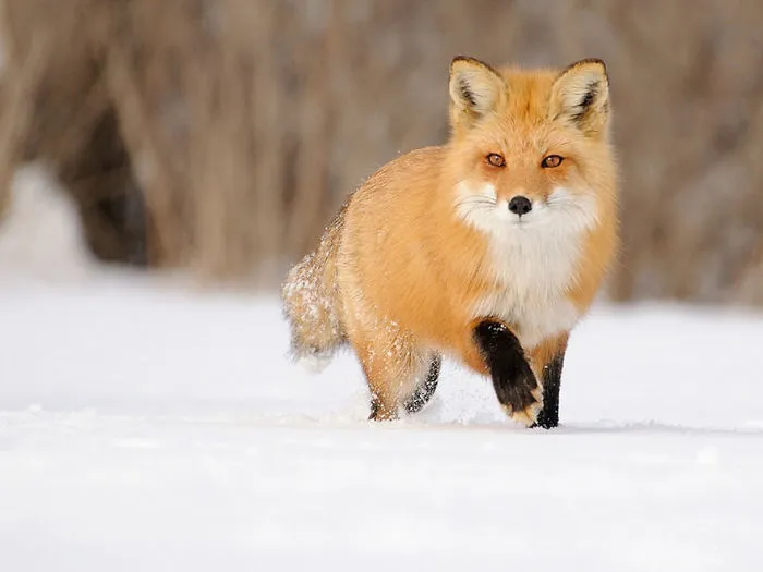 102 Stunning Winter Fox Photos That'll Make You Fall In Love With Foxes