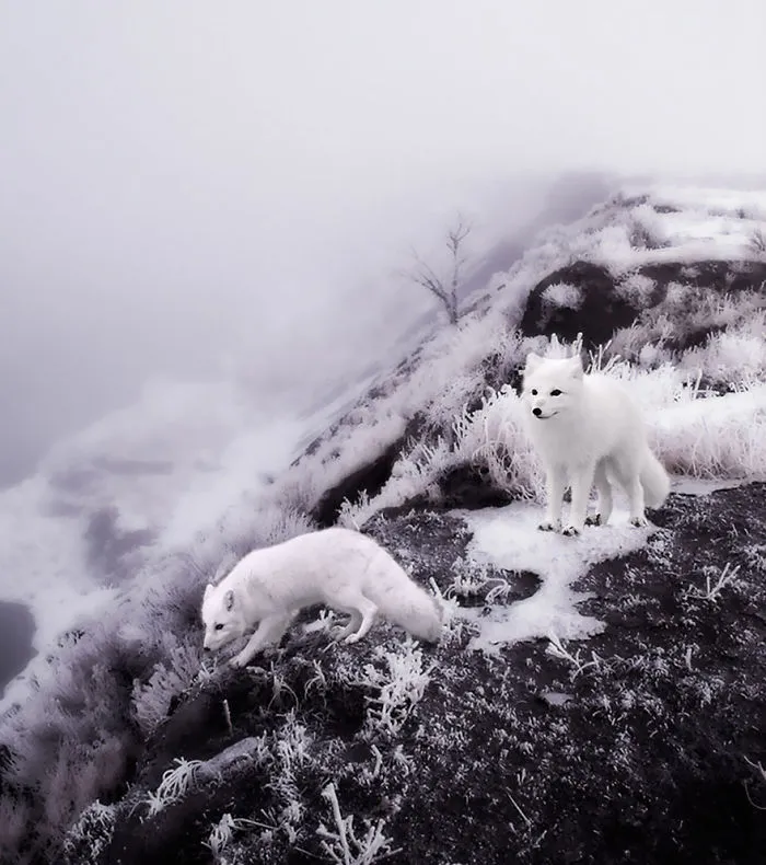 102 Stunning Winter Fox Photos That'll Make You Fall In Love With Foxes