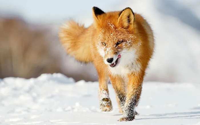 102 Stunning Winter Fox Photos That'll Make You Fall In Love With Foxes