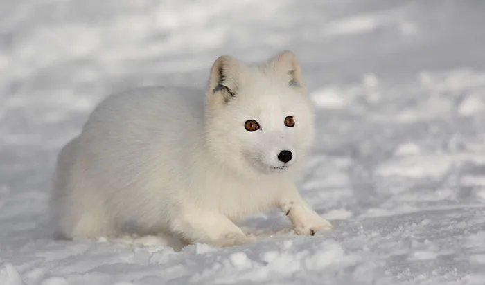 102 Stunning Winter Fox Photos That'll Make You Fall In Love With Foxes