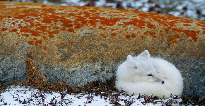 102 Stunning Winter Fox Photos That'll Make You Fall In Love With Foxes