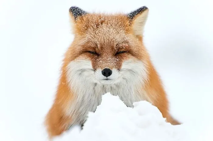 102 Stunning Winter Fox Photos That'll Make You Fall In Love With Foxes