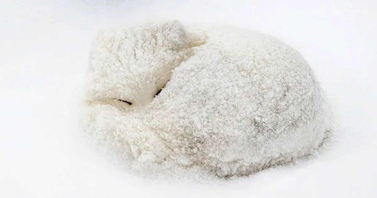 15 Asombrosas fotos de zorros en invierno que te enamorarán