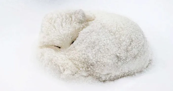 102 Stunning Winter Fox Photos That'll Make You Fall In Love With Foxes