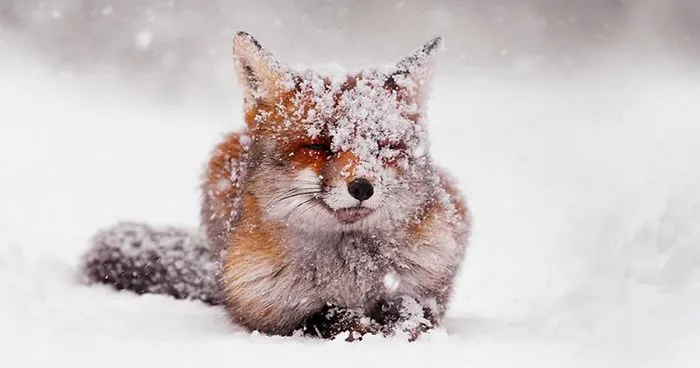Foxy Christmas Fairytale By Dutch Photographer Roeselien Raimond