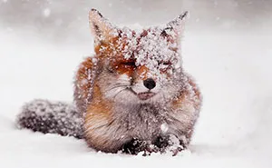 Foxy Christmas Fairytale By Dutch Photographer Roeselien Raimond