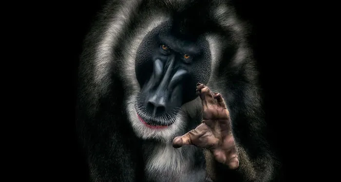 20 Wildlife Photographs For Your Inspiration!