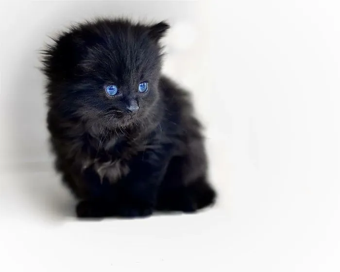 Black And Blue