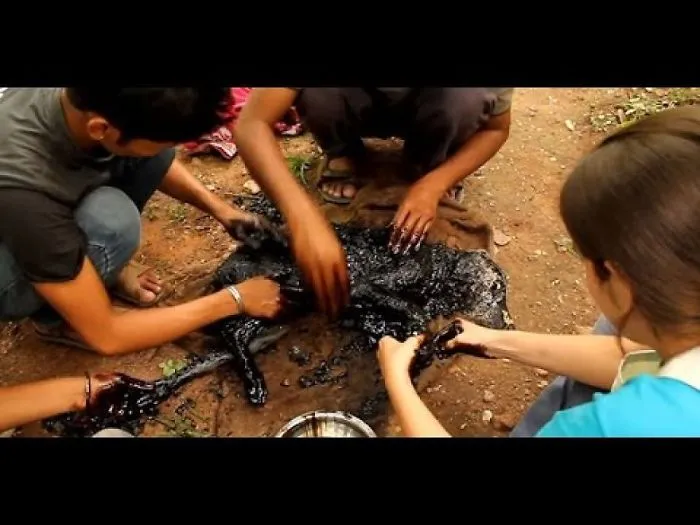 Puppy Was Left To Die After Falling Into Hot Tar, Until Miracle Happens