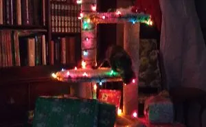40 Genius People Who Found A Way To Protect Their Christmas Trees From Asshole Cats And Dogs