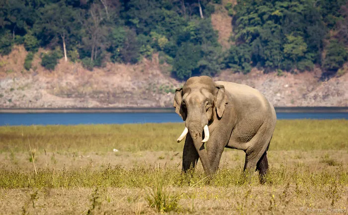 Encounter With A Wild Tusker.