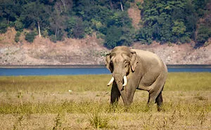 Encounter With A Wild Tusker.