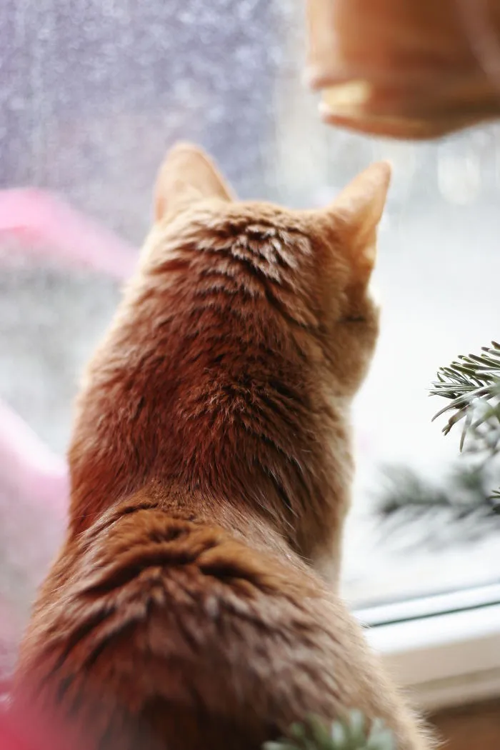 Currant The Cat Waiting Christmas
