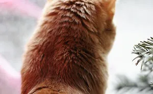 Currant The Cat Waiting Christmas