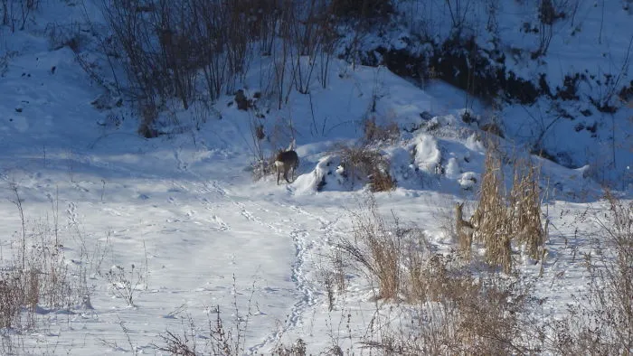 Try My Best To Caption Two Deers In Their Natural Camouflage - The Woods. In The End, I've Got A Kiss!