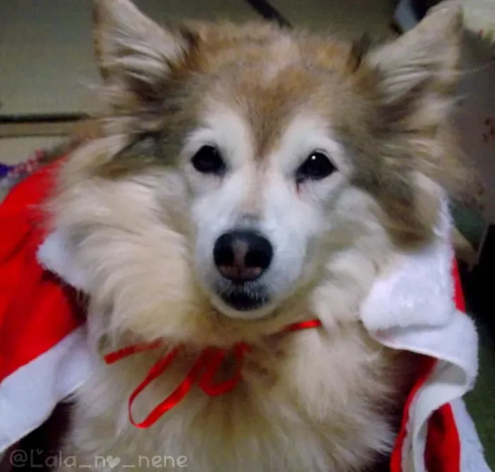 When Does Santa Claus Come?