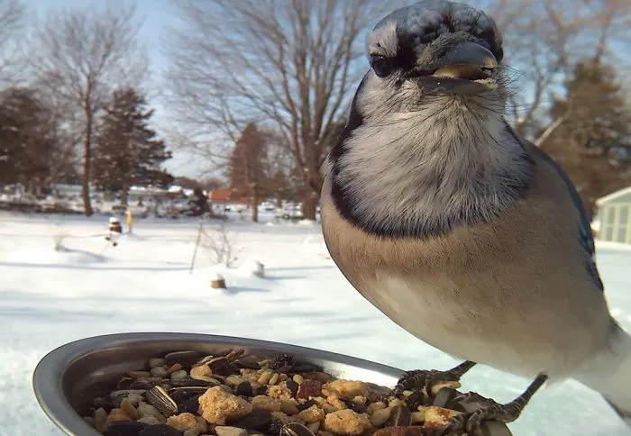 Woman Feeds Birds To Capture Stunning Close-Up Pics While They Eat