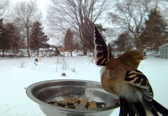 Woman Feeds Birds To Capture Stunning Close-Up Pics While They Eat