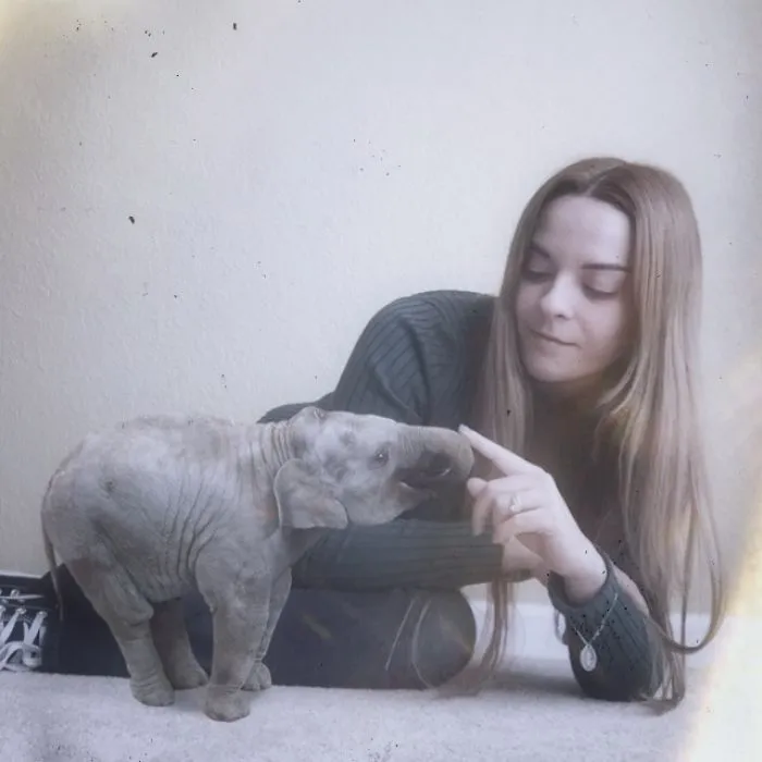 Little Animals