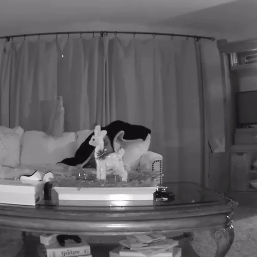 Secret Life Of Pets Caught On Hidden Night Vision Camera