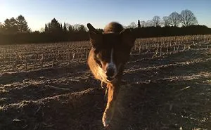 My Amazing, 3-Legged Wonderdog