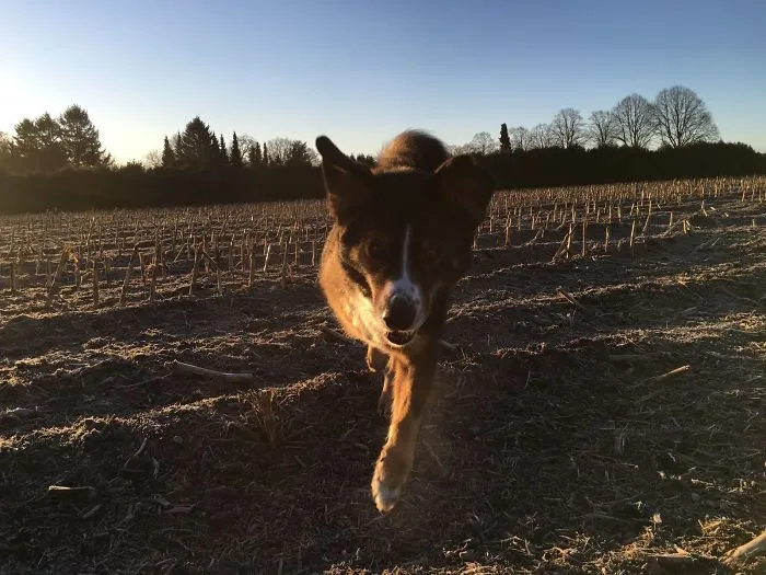 My Amazing, 3-Legged Wonderdog