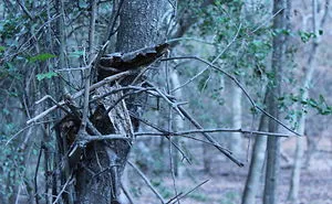 Natural Beauty From A Southern Winter