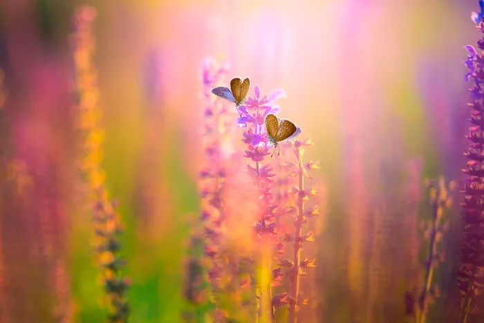 The Colourful Macro World Of Tiny Creatures That I Capture In Indonesia