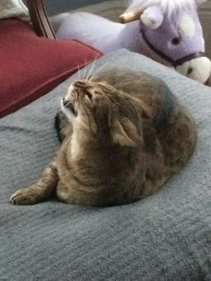 I Photographed My Cats In Action And The Result Was... Interesting (38 Pics)